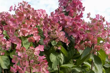 Rispenhortensie 'Mega Mindy'® - Hydrangea paniculata 'Mega Mindy'®