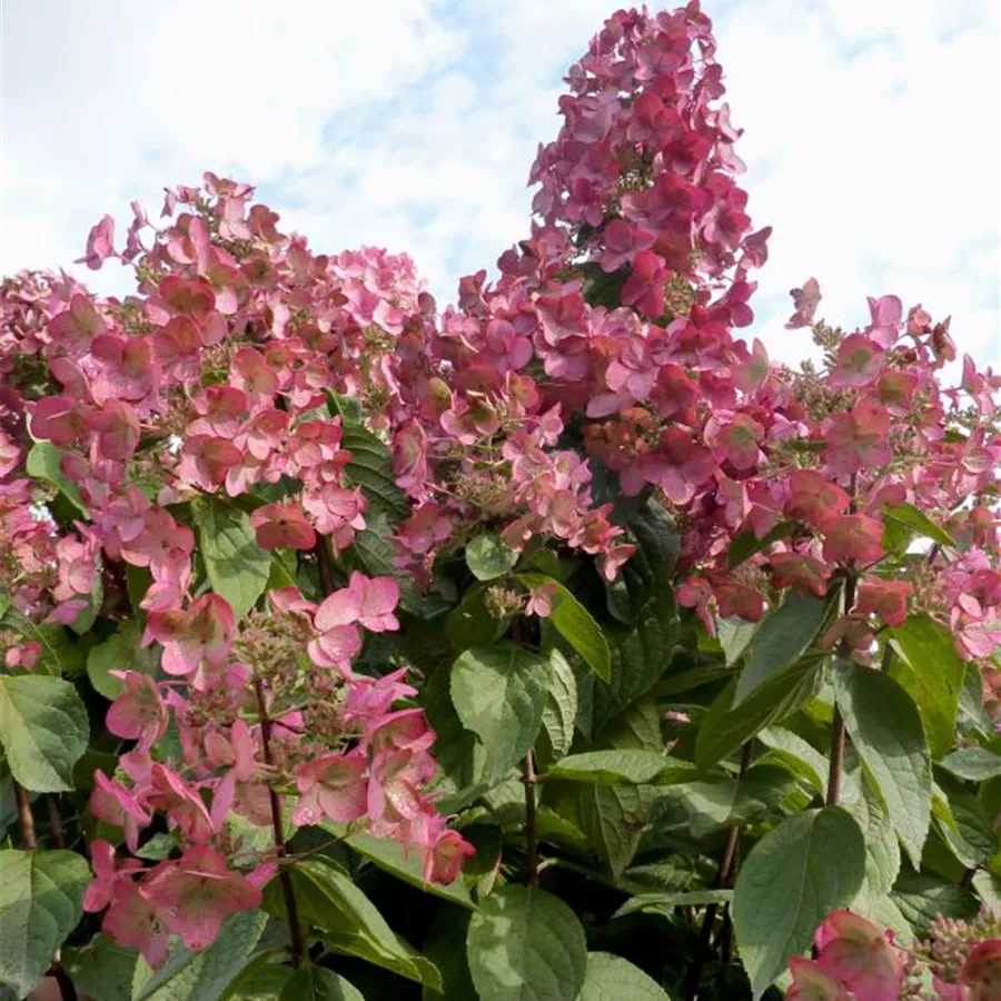 Rosa Blüten Rispenhortensie 'Mega Mindy'®