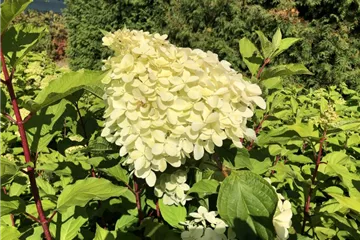 Rispenhortensie 'Phantom' Premiumgehölz - Hydrangea paniculata 'Phantom'