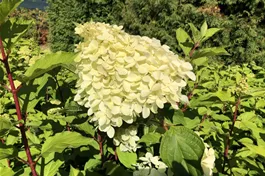 Rispenhortensie 'Phantom' Premiumgehölz - Hydrangea paniculata 'Phantom'