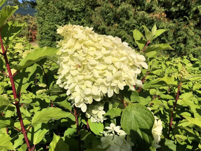 Rispenhortensie 'Phantom'