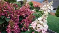 Hydrangea paniculata 'Pinky Winky' ®