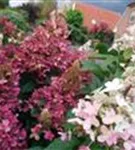 Nahaufnahme helle Blüten Rispenhortensie 'Pinky Winky'