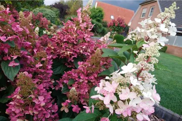 Hydrangea paniculata 'Pinky Winky' ®
