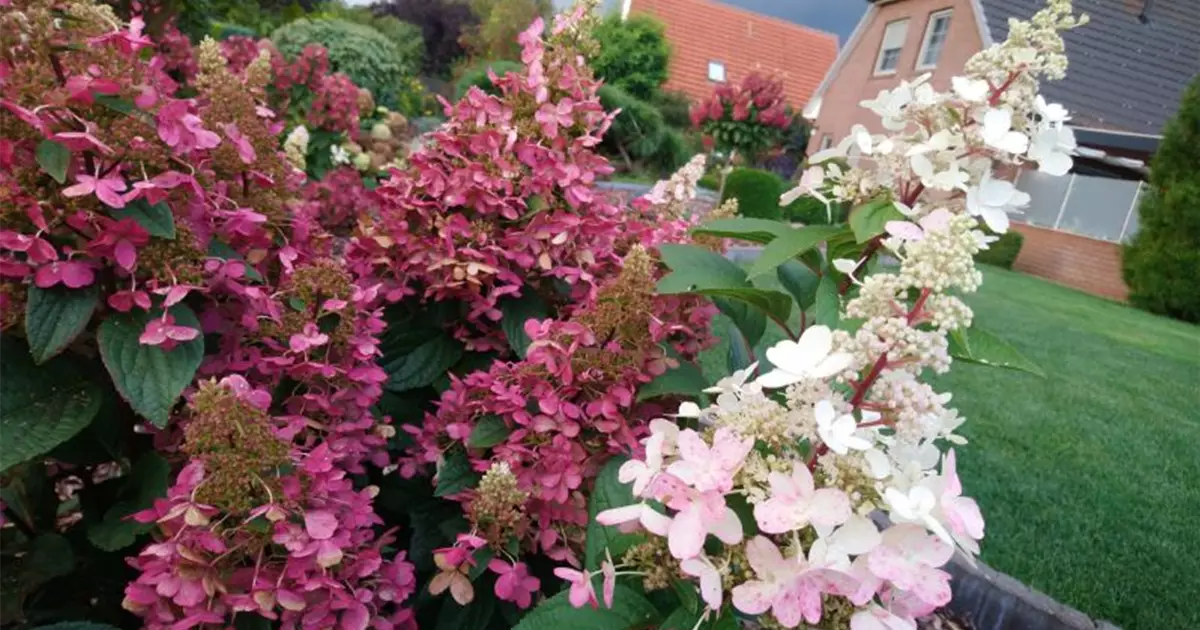 Hydrangea paniculata 'Pinky Winky' ®