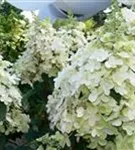 Blüten Rispenhortensie 'Pinky Winky'