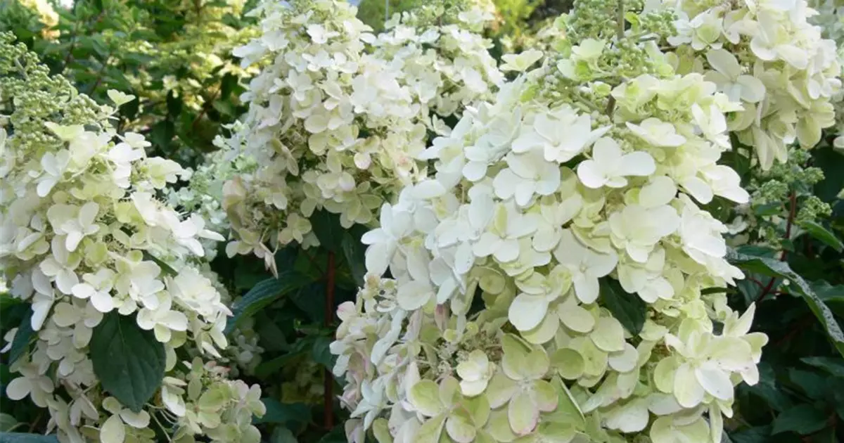 Hydrangea paniculata 'Pinky Winky' ®