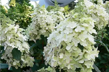 Hydrangea paniculata 'Pinky Winky' ®