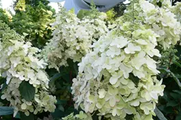 Rispenhortensie 'Pinky Winky' ® Premiumgehölz - Hydrangea paniculata 'Pinky Winky' ®