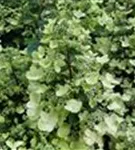 Helle Blüten Rispenhortensie 'Pinky Winky'