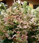 Nahaufnahme rosa Blüten Rispenhortensie 'Pinky Winky'