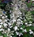 P39118_1.jpg