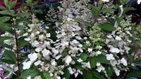 Hydrangea paniculata 'Unique'