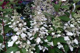 Rispenhortensie 'Unique' - Hydrangea paniculata 'Unique'