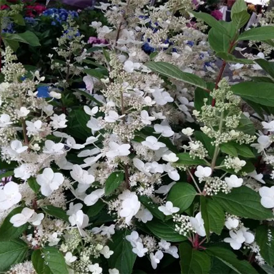 Fernaufnahme Rispenhortensie 'Unique'