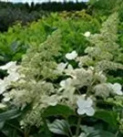 P39118_2.jpg