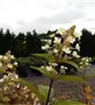 P39118_3.jpg