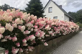 Rispenhortensie 'Vanille Fraise'® - Hydrangea paniculata 'Vanille Fraise'®