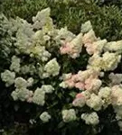 P2000164_2.jpg
