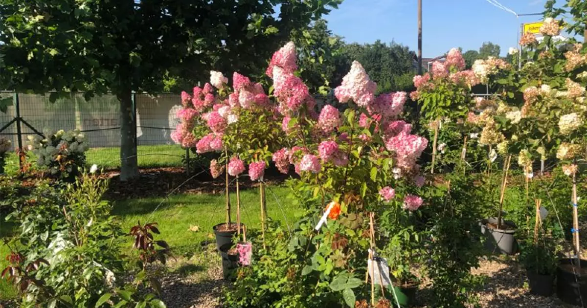 Hydrangea paniculata 'Vanille Fraise'®