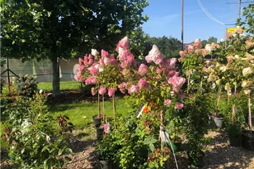 Hydrangea paniculata 'Vanille Fraise'®