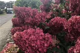 Rispenhortensie 'Vanille Fraise'® - Hydrangea paniculata 'Vanille Fraise'®