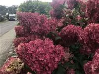 Hydrangea paniculata 'Vanille Fraise'®