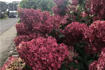 Hydrangea paniculata 'Vanille Fraise'®