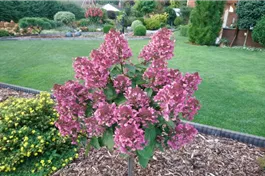 Rispenhortensie 'Wim´s Red'® - Hydrangea paniculata 'Wim´s Red'®