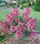 Blüten Rispenhortensie 'Wim´s Red'®