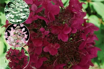 Rispenhortensie 'Wim´s Red'® - Hydrangea paniculata 'Wim´s Red'®