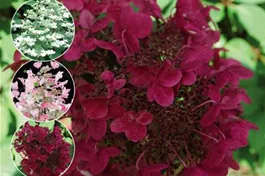 Rispenhortensie 'Wim´s Red'® - Hydrangea paniculata 'Wim´s Red'®