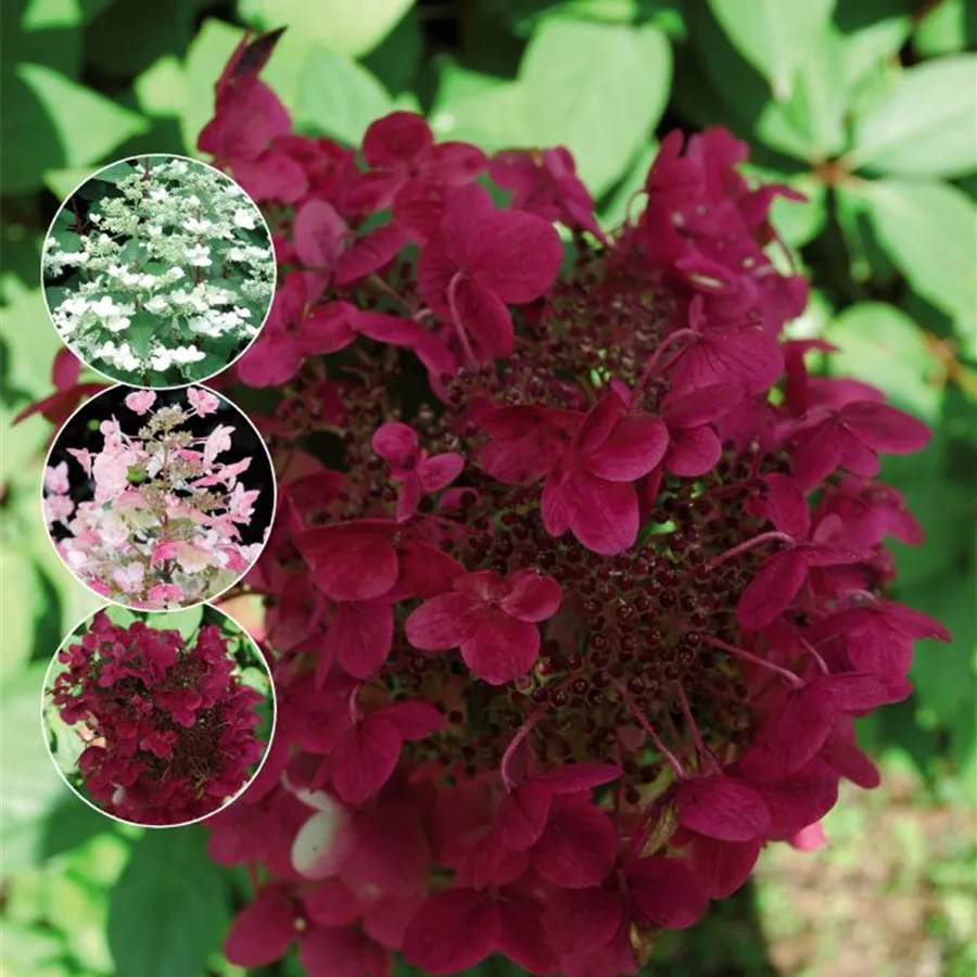 Gemischte Blüten Rispenhortensie 'Wim´s Red'®