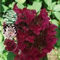 Gemischte Blüten Rispenhortensie 'Wim´s Red'®
