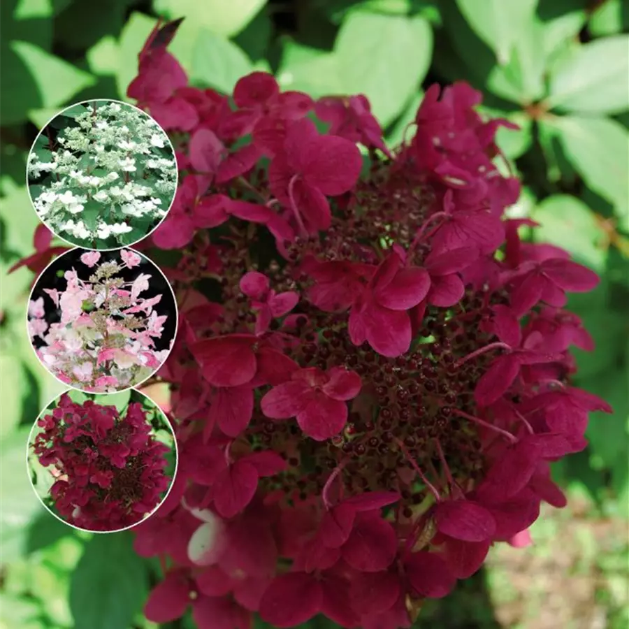 Gemischte Blüten Rispenhortensie 'Wim´s Red'®
