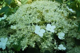 Kletterhortensie - Hydrangea petiolaris
