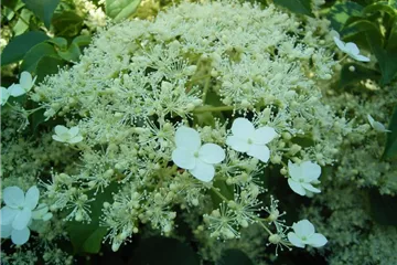 Kletterhortensie - Hydrangea petiolaris