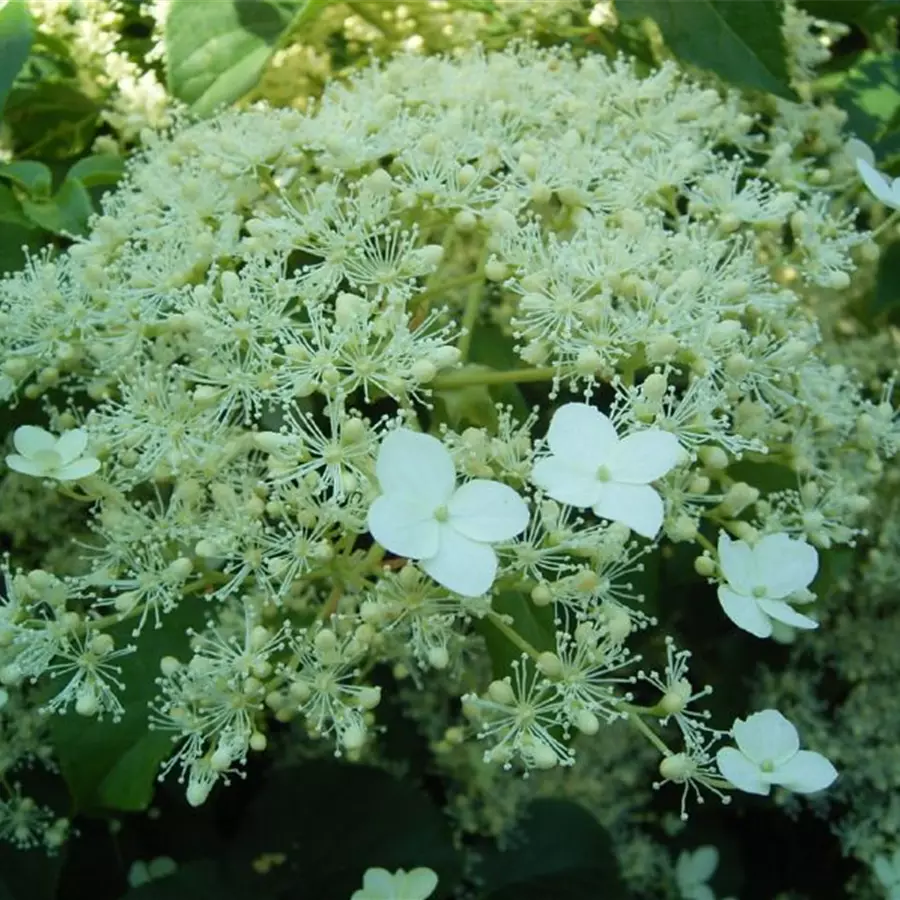 Fernaufnahme Kletterhortensie