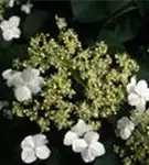 Blüten Kletterhortensie