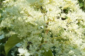 Kletterhortensie - Hydrangea petiolaris