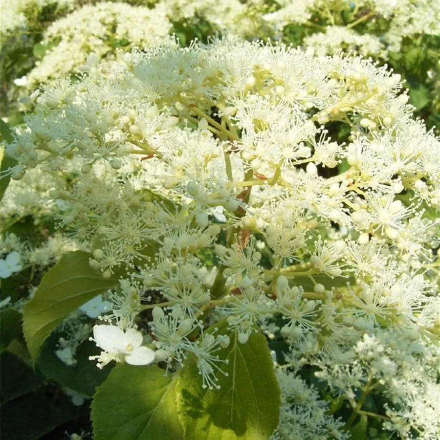 Strauch Kletterhortensie