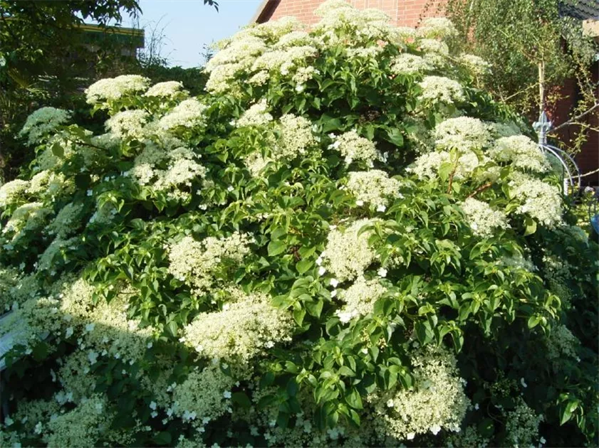 Hydrangea petiolaris