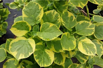 Kletterhortensie 'Mirranda' - Hydrangea petiolaris 'Mirranda'
