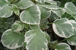 Kletterhortensie 'Silver Lining'® - Hydrangea petiolaris 'Silver Lining'®