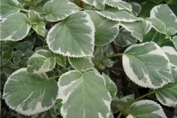 Kletterhortensie 'Silver Lining'® - Hydrangea petiolaris 'Silver Lining'®