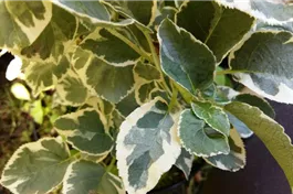 Kletterhortensie 'Silver Lining'® - Hydrangea petiolaris 'Silver Lining'®