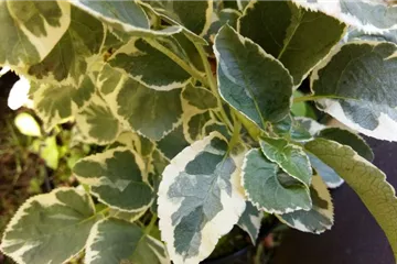 Kletterhortensie 'Silver Lining'® - Hydrangea petiolaris 'Silver Lining'®