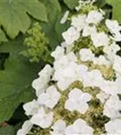 P16978_1.jpg