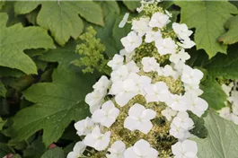 Eichenblättr.Hortensie 'Burgundy' - Hydrangea quercifolia 'Burgundy'