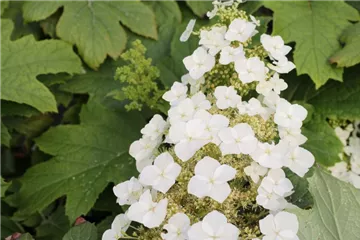 Eichenblättr.Hortensie 'Burgundy' - Hydrangea quercifolia 'Burgundy' Eichenblättr.Hortensie 'Burgundy' - Hydrangea quercifolia 'Burgundy'